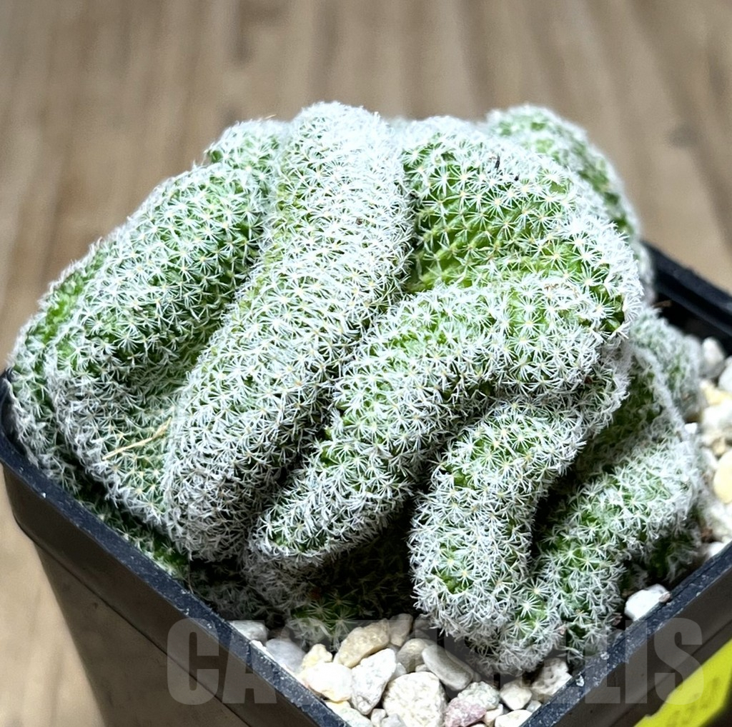 SHPR26880 Mammillaria geminispina f. cristata – Image 2