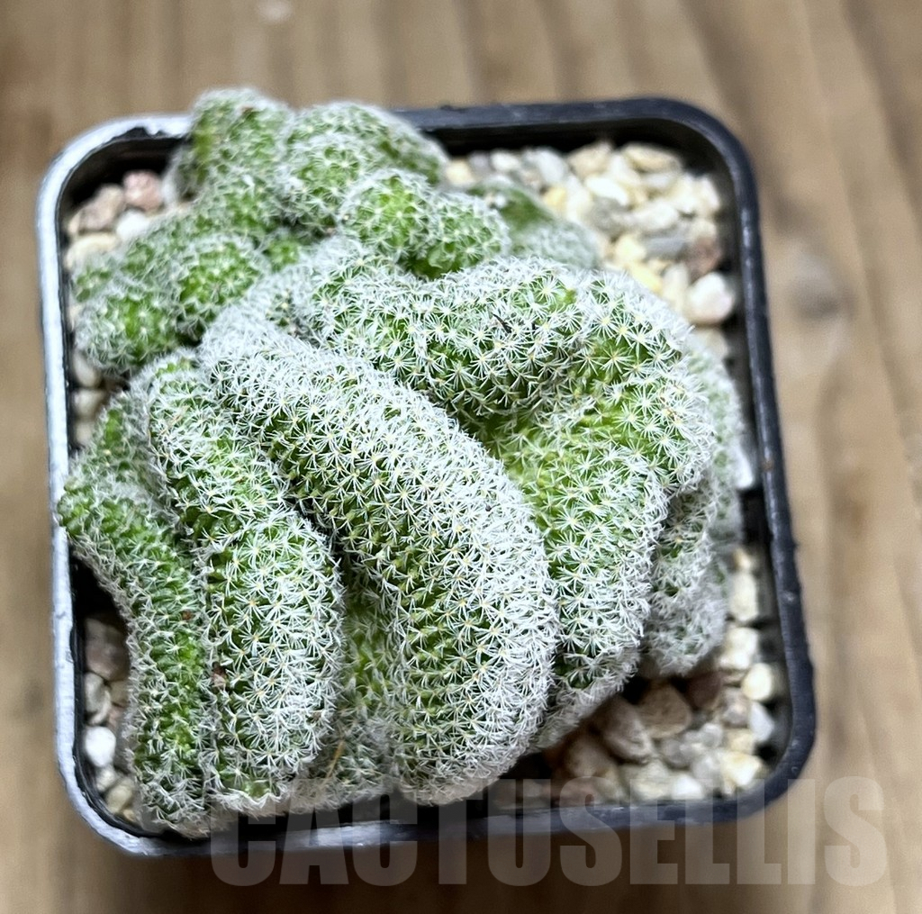 SHPR26880 Mammillaria geminispina f. cristata – Image 3