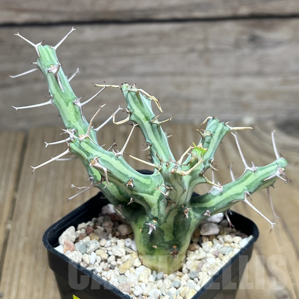 SHPR26882 Euphorbia schizacantha