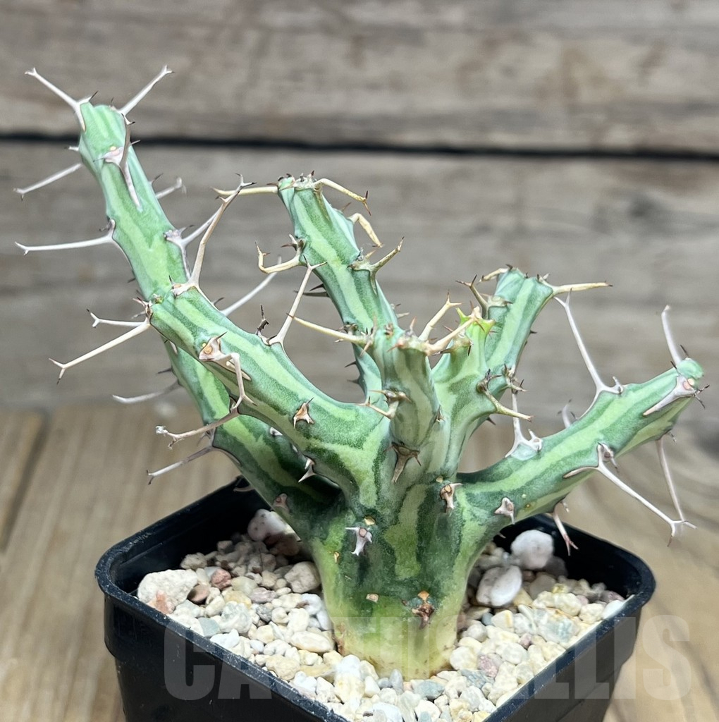 SHPR26882 Euphorbia schizacantha – Bild 2