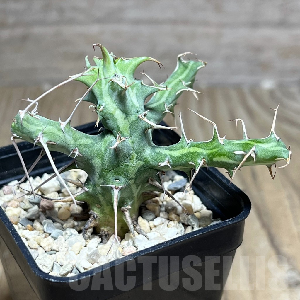 SHPR26883 Euphorbia schizacantha