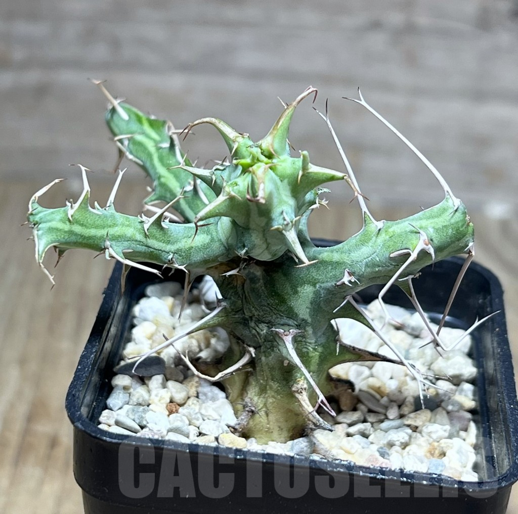 SHPR26883 Euphorbia schizacantha – Bild 2