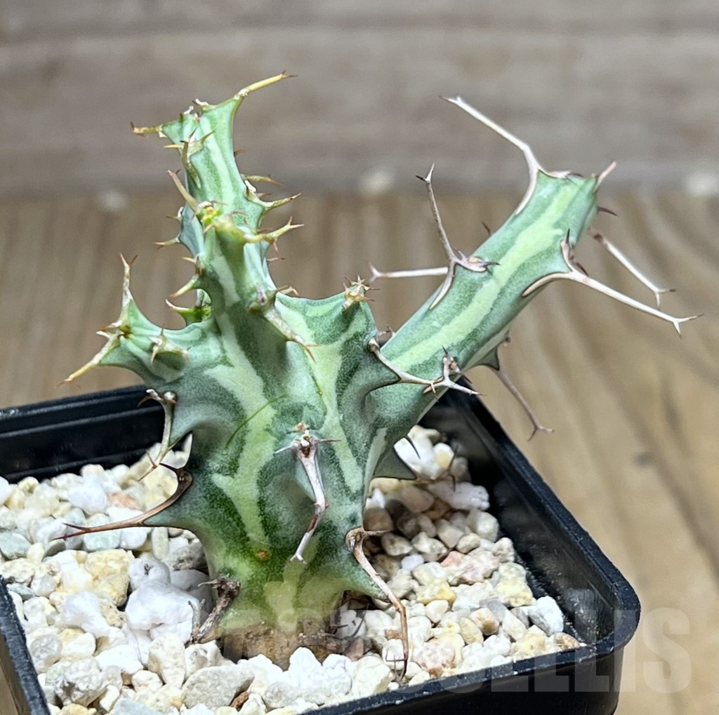 SHPR26884 Euphorbia schizacantha