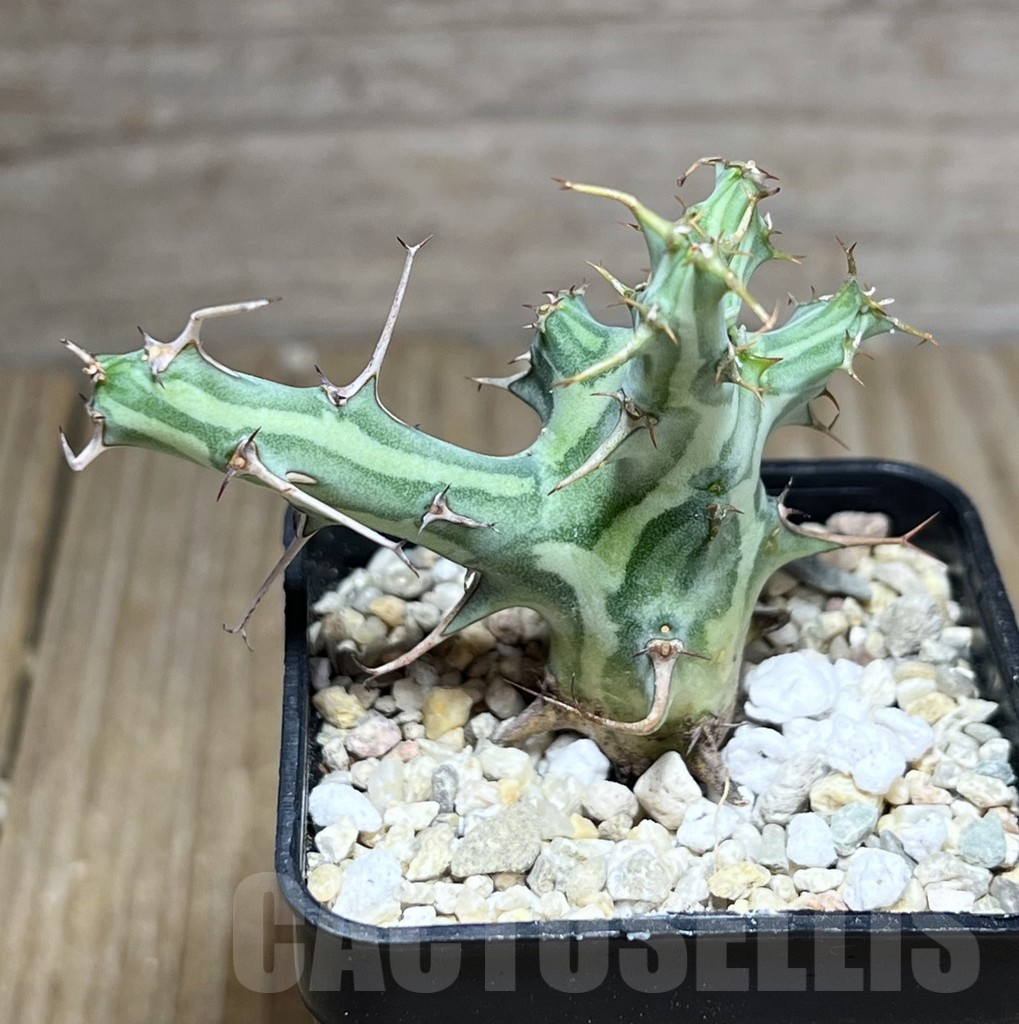 SHPR26884 Euphorbia schizacantha – Bild 2