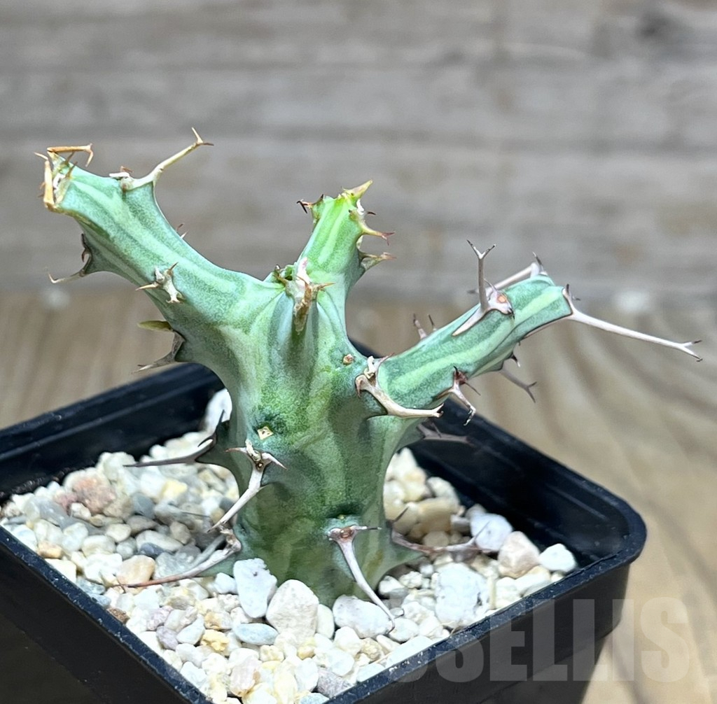 SHPR26885 Euphorbia schizacantha - immagine 2