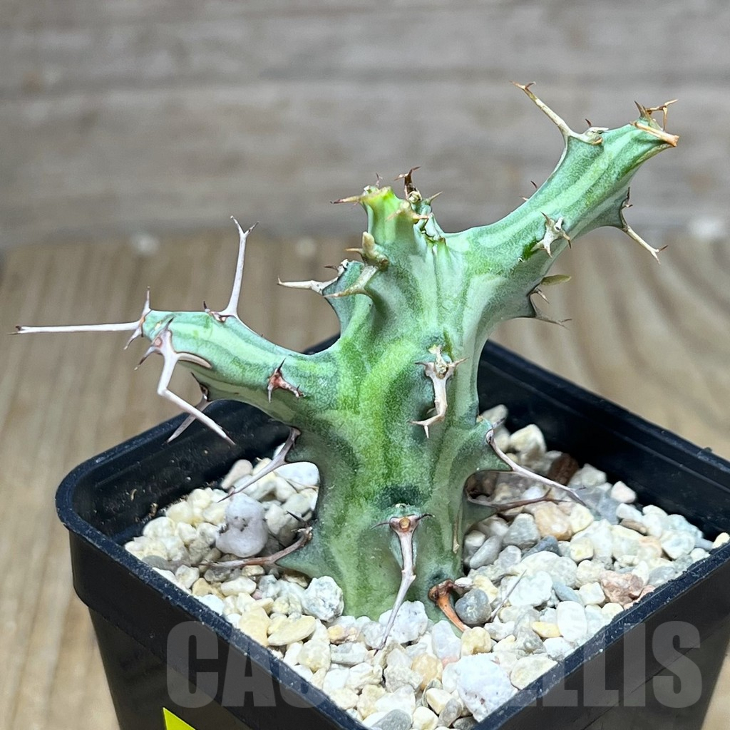 SHPR26885 Euphorbia schizacantha