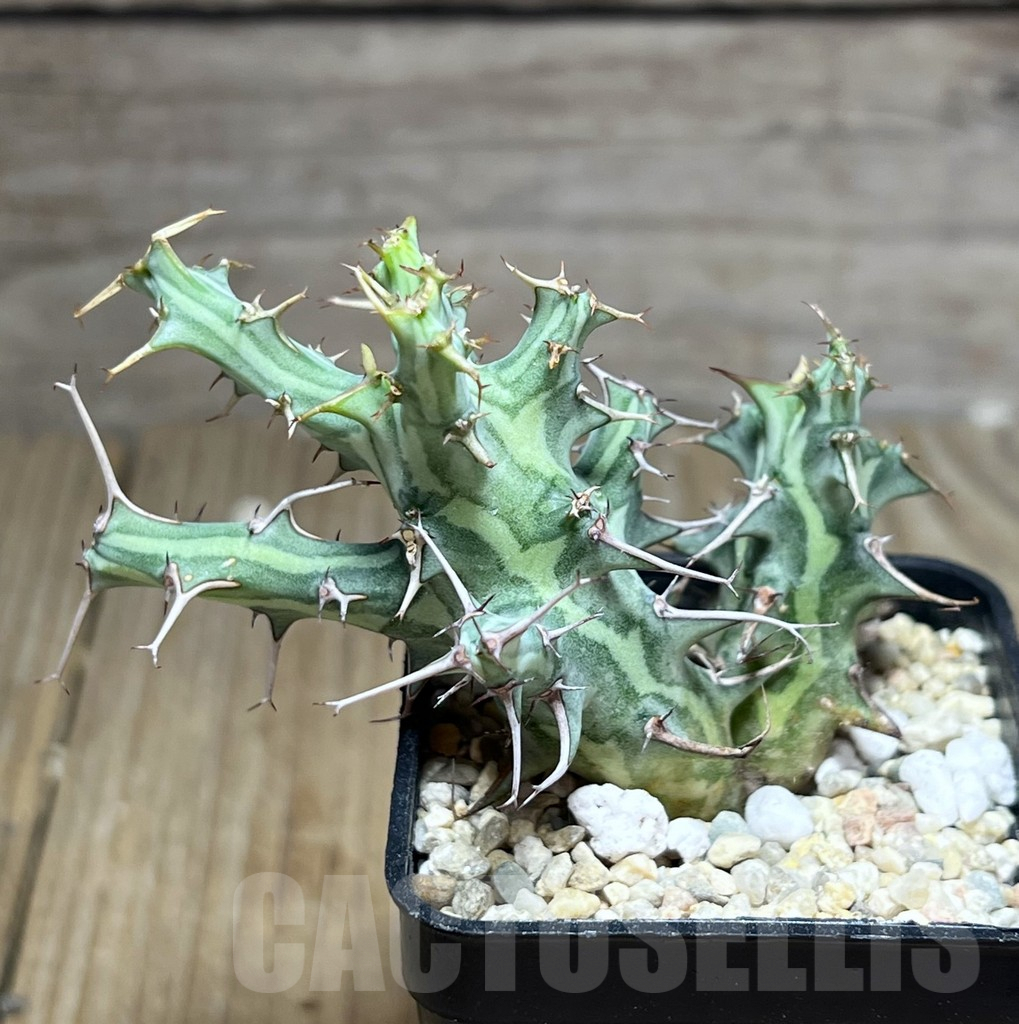 SHPR26886 Euphorbia schizacantha