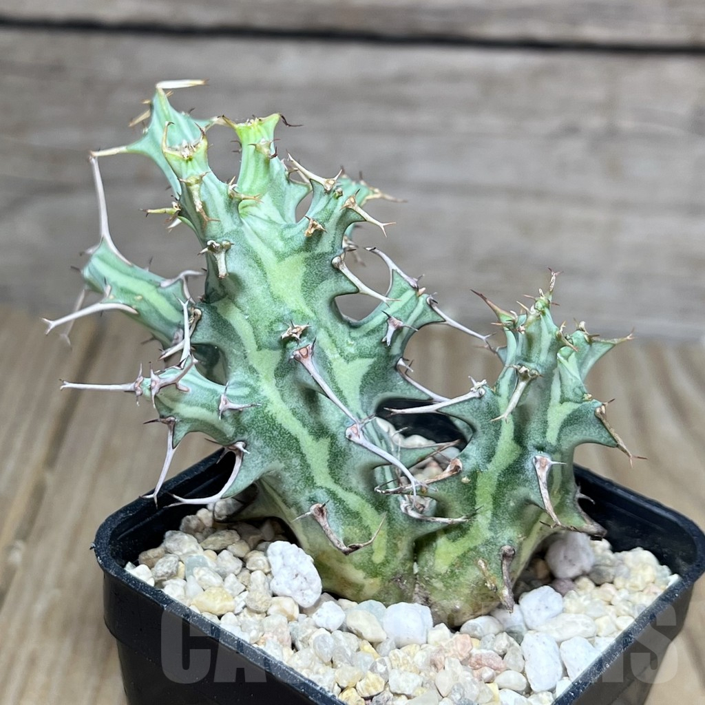 SHPR26886 Euphorbia schizacantha - immagine 2