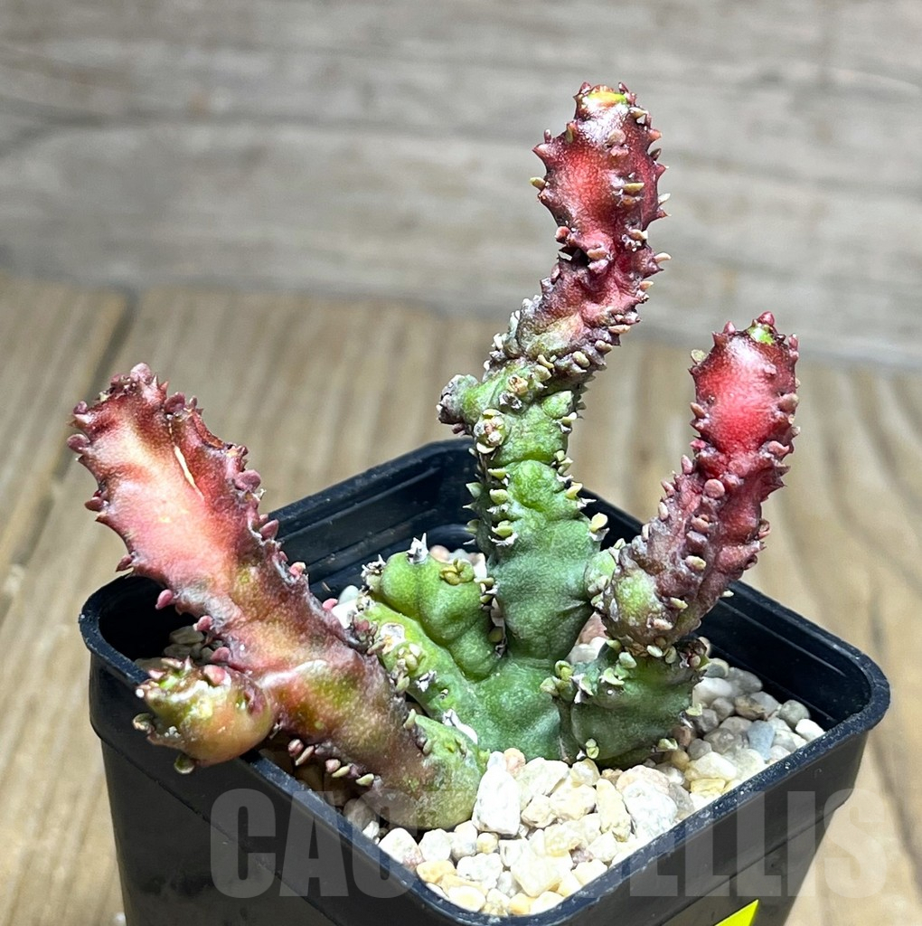 SHPR26888 Euphorbia lactea f. monstrose