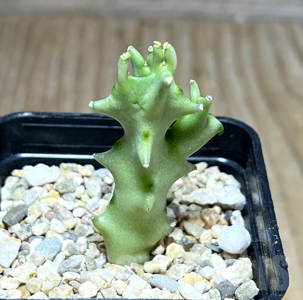 SHPR26889 Caralluma socotrana - Image 2