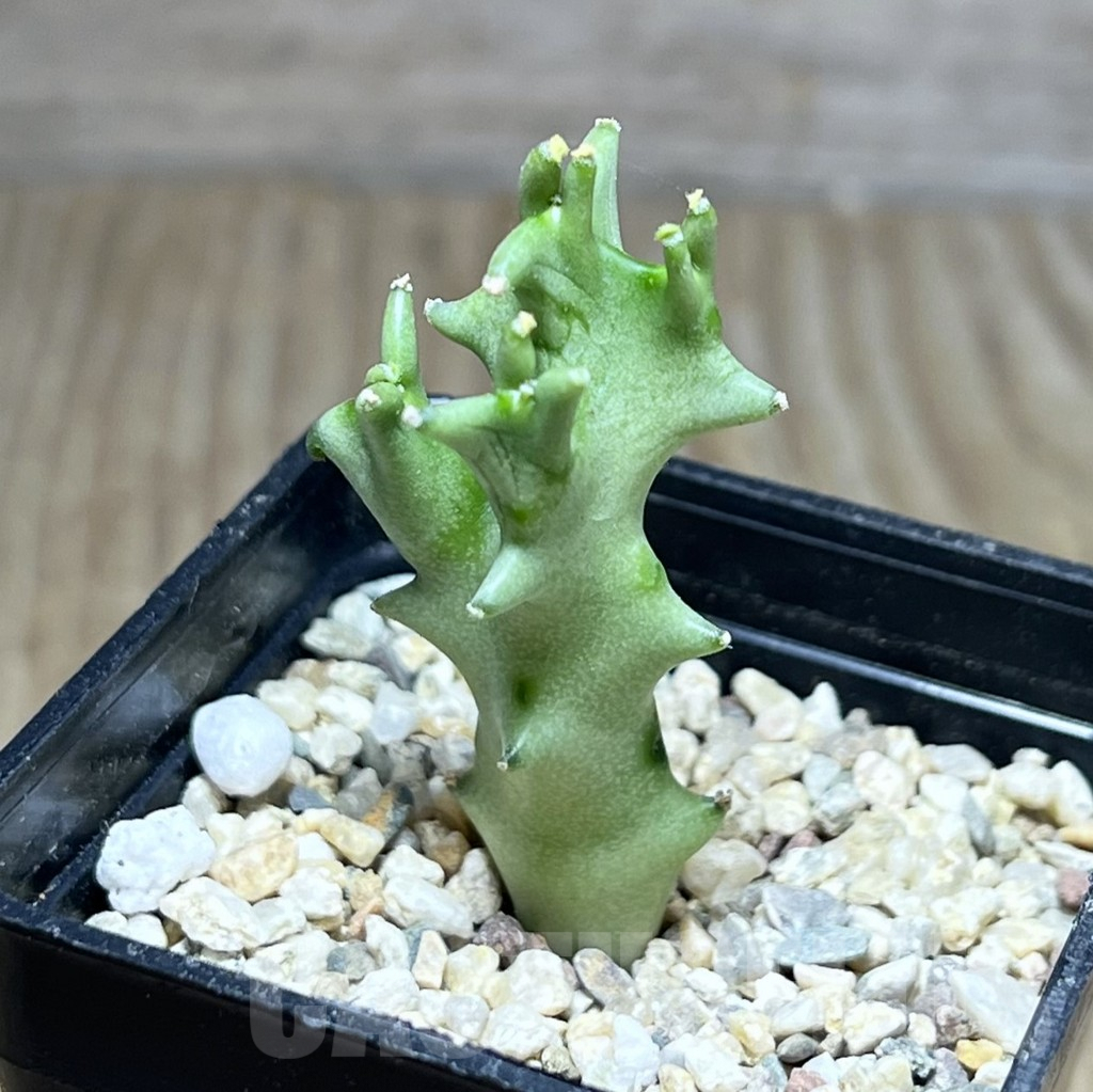 SHPR26889 Caralluma socotrana