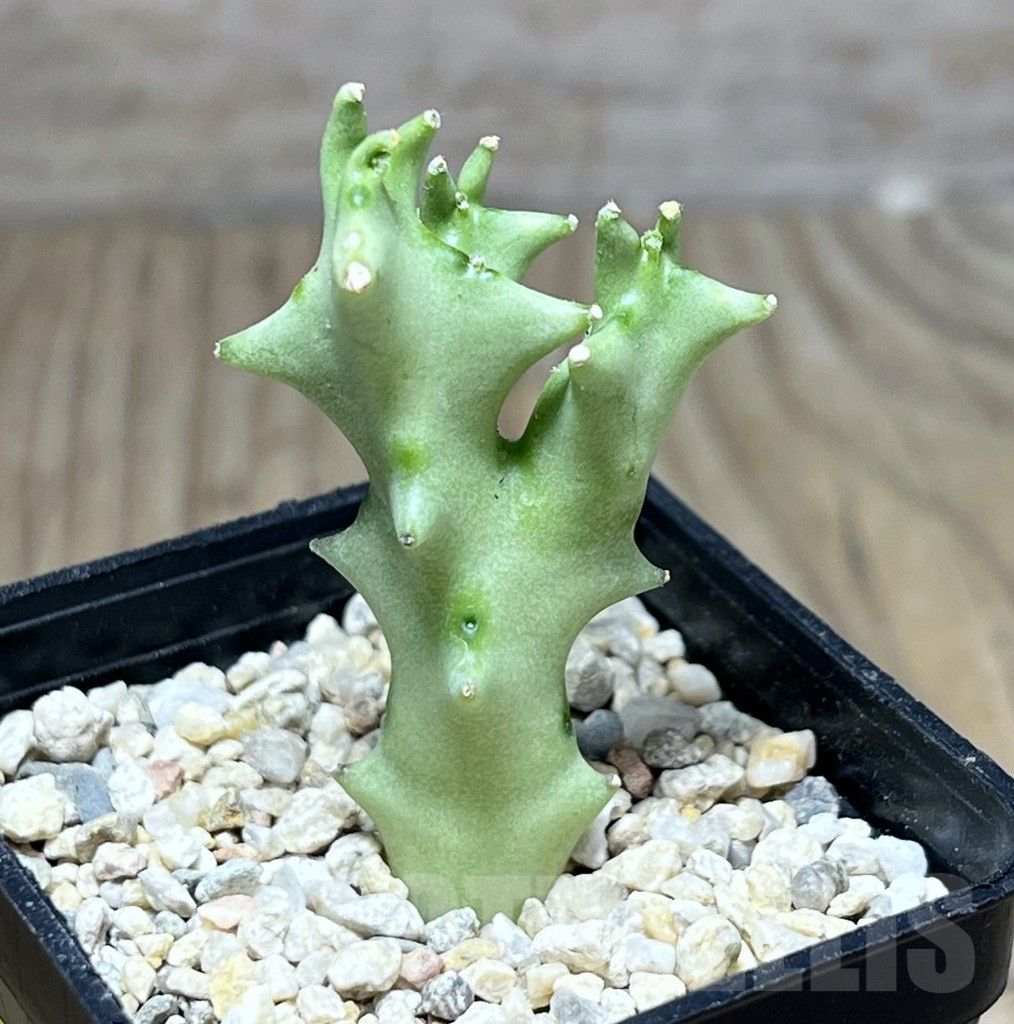 SHPR26890 Caralluma socotrana - 画像 (2)