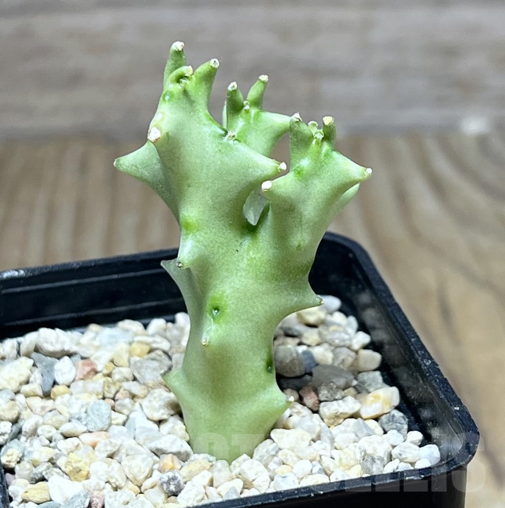 SHPR26890 Caralluma socotrana