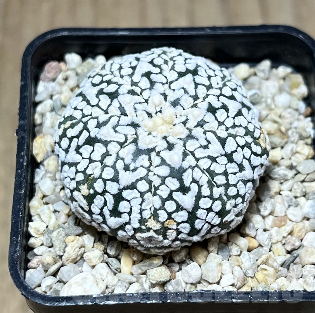 SHPR26898 Astrophytum asterias ‘Super Kabuto’ V-Type