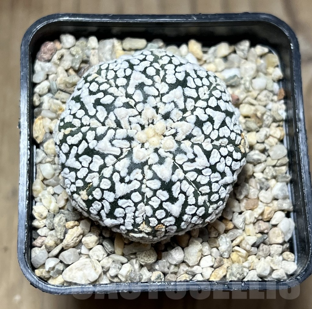 SHPR26898 Astrophytum asterias ‘Super Kabuto’ V-Type - 画像 (2)