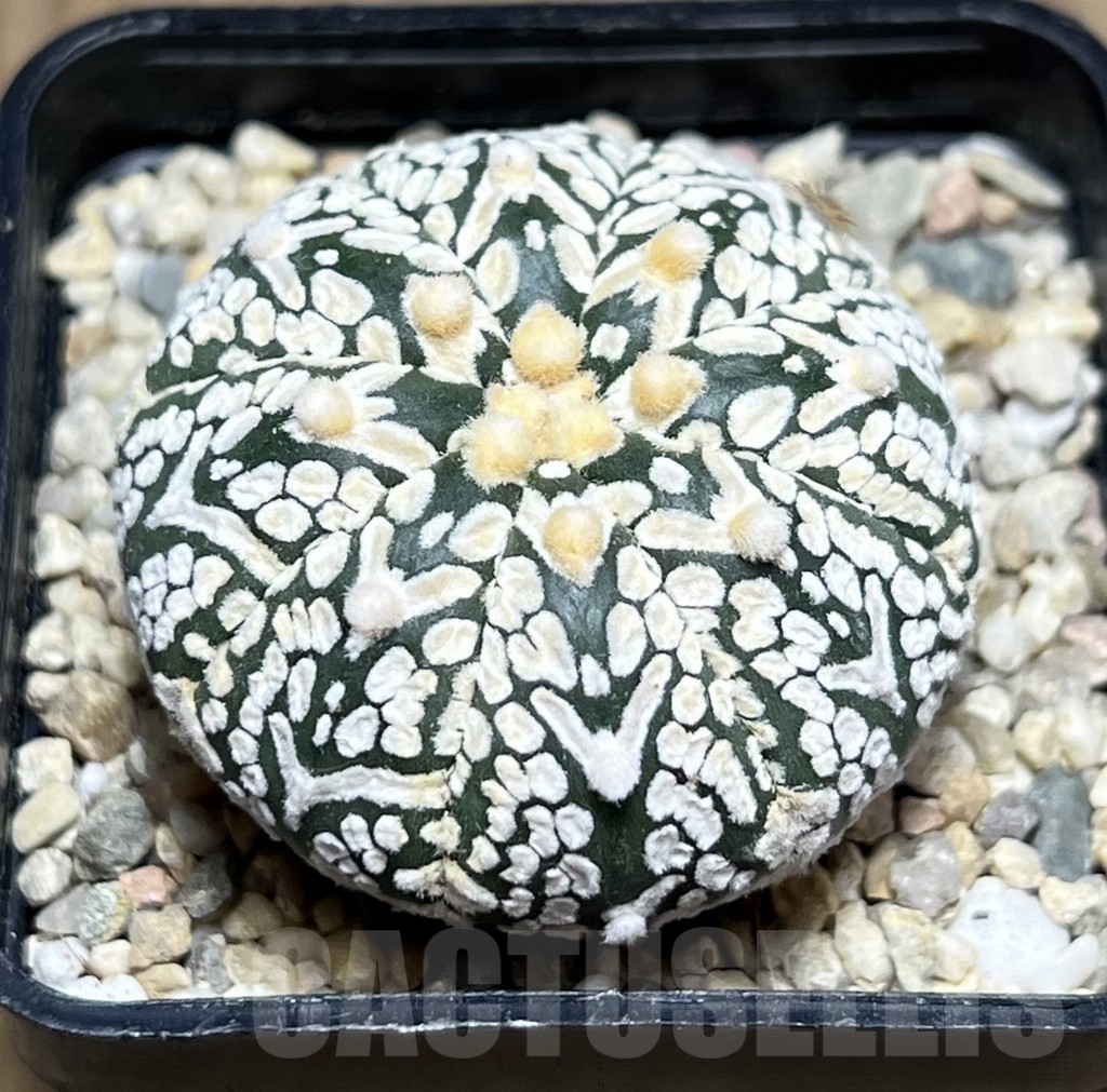 SHPR26899 Astrophytum asterias ‘Super Kabuto’ V-Type