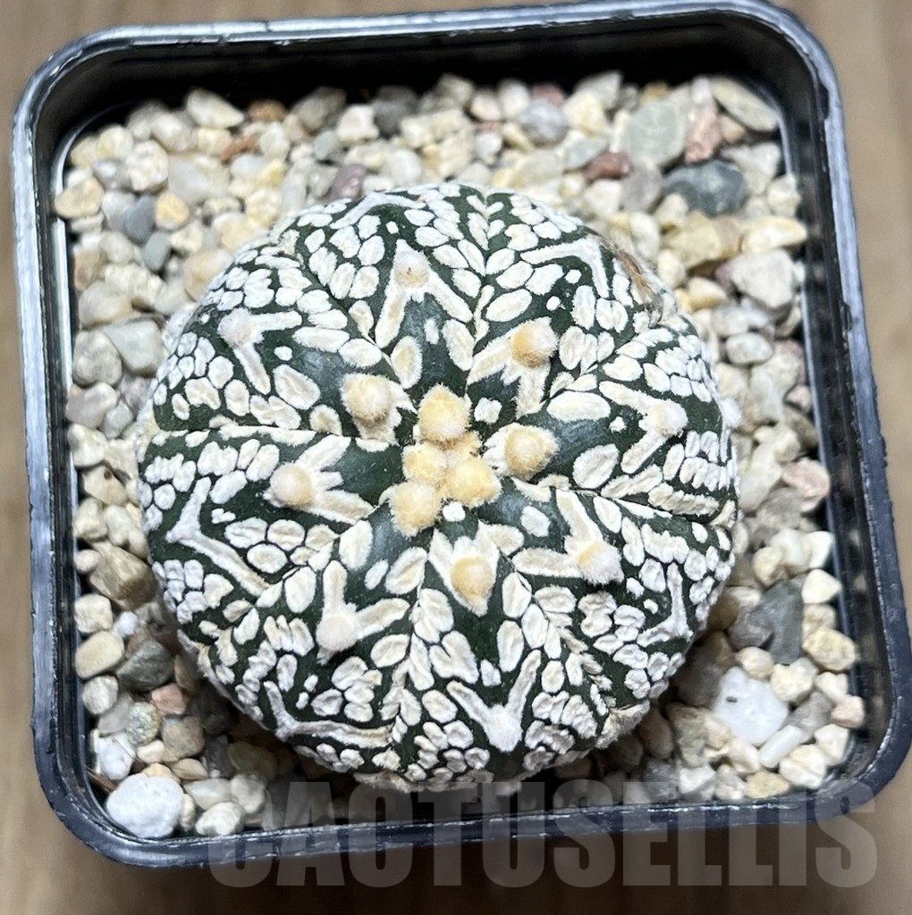 SHPR26899 Astrophytum asterias ‘Super Kabuto’ V-Type – Image 2