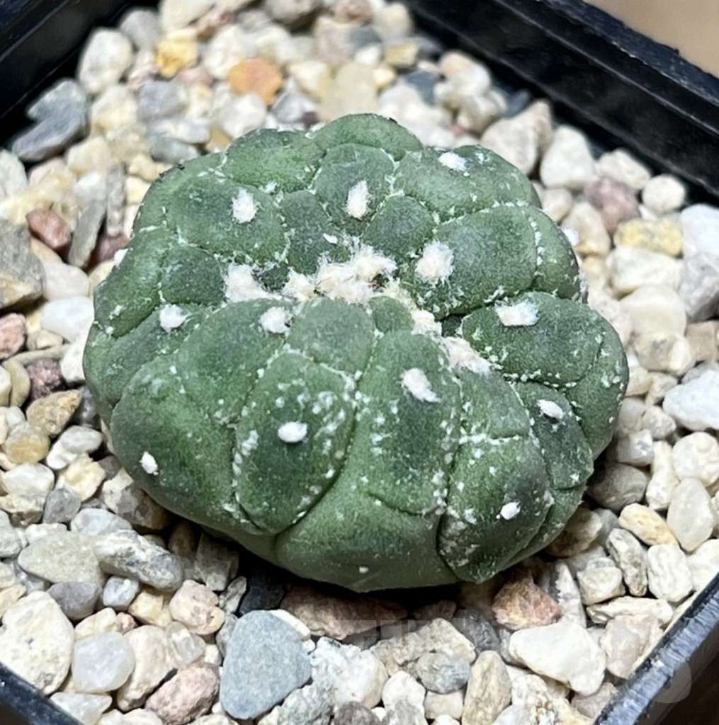 SHPR26900 Astrophytum asterias ‘Kikko Lizard Skin’