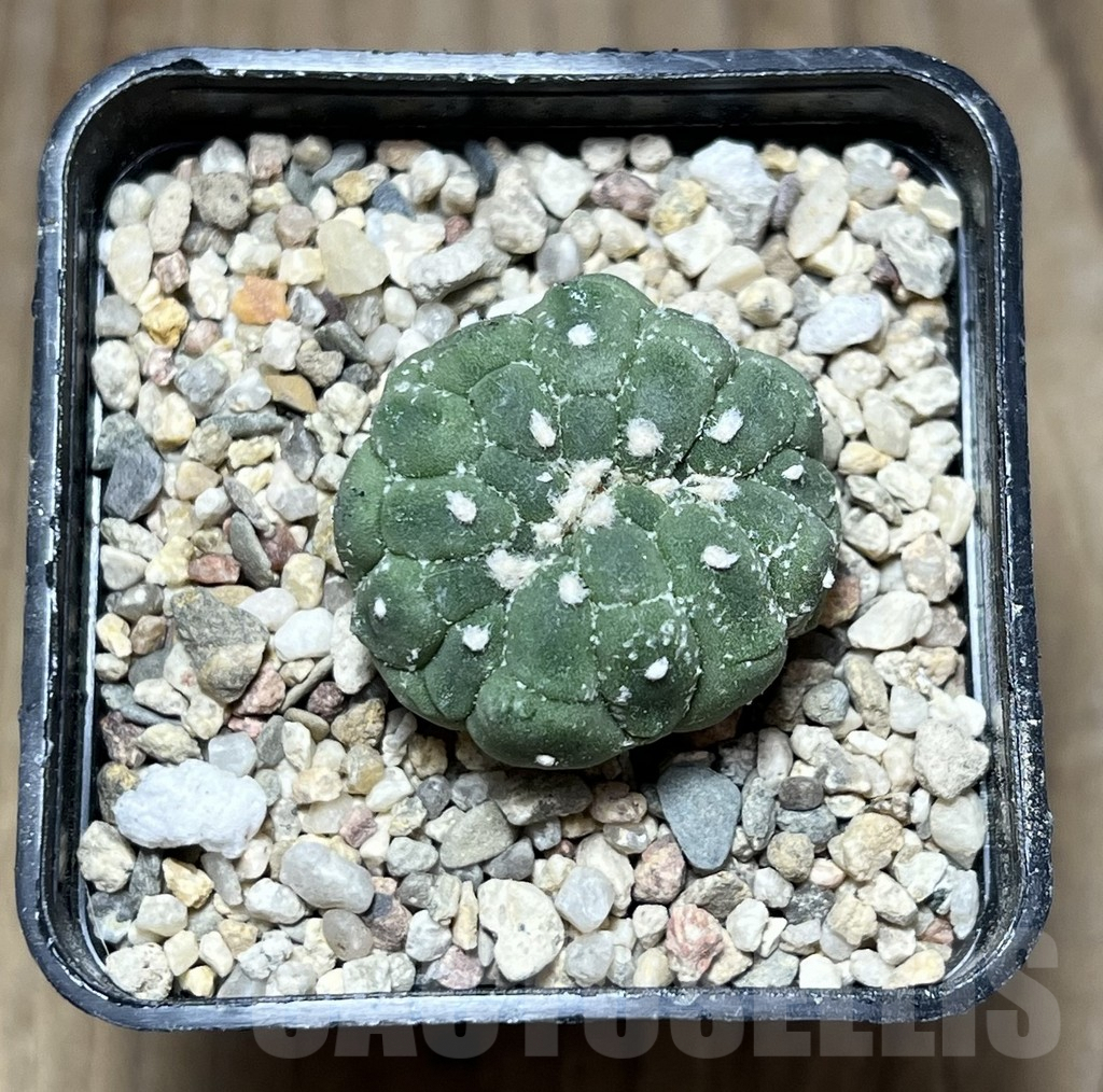 SHPR26900 Astrophytum asterias ‘Kikko Lizard Skin’ - 画像 (2)