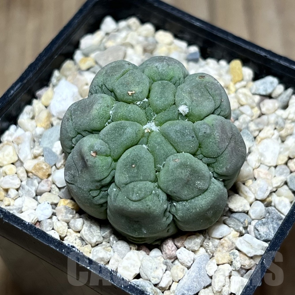 SHPR26901 Astrophytum asterias ‘Kikko Lizard Skin’