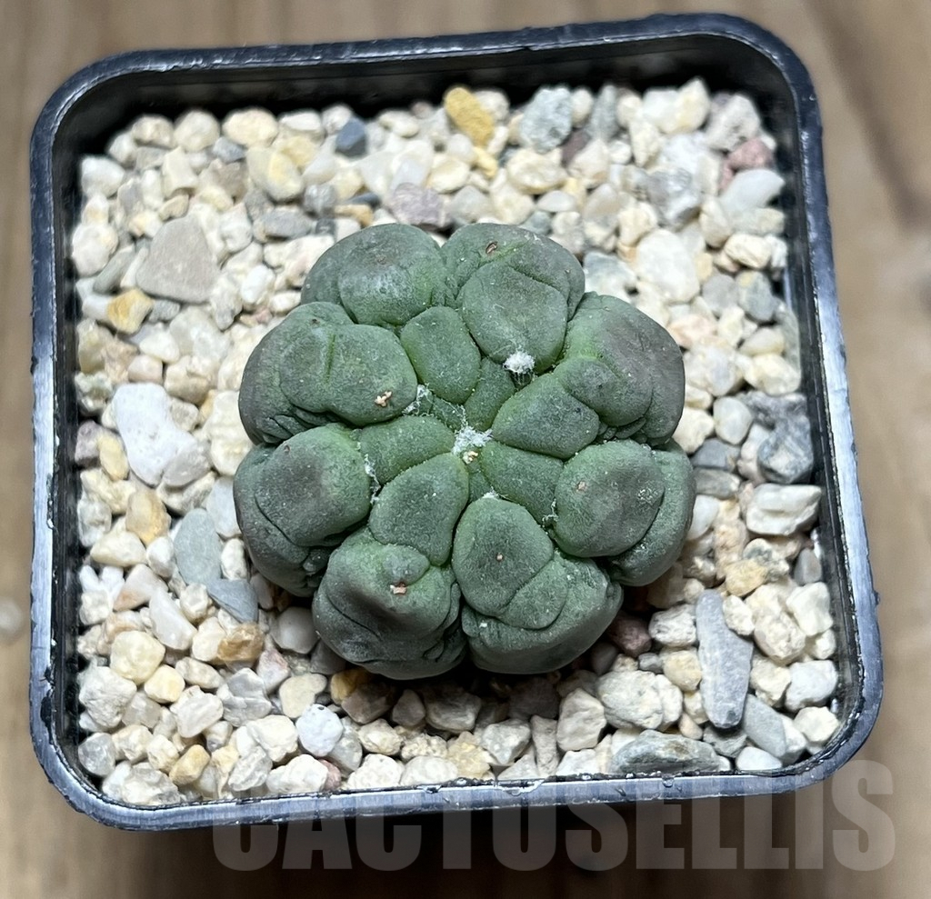 SHPR26901 Astrophytum asterias ‘Kikko Lizard Skin’ - Imagen 2
