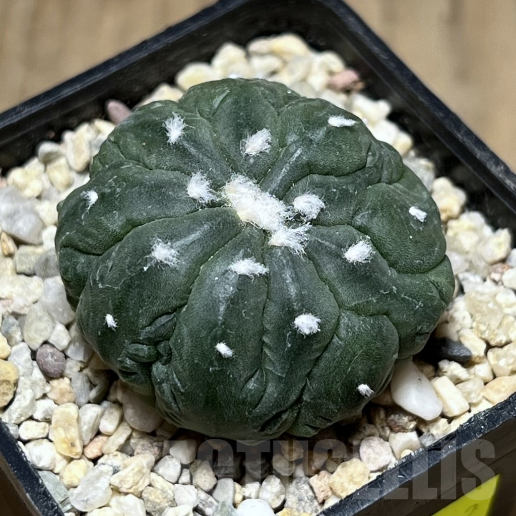 SHPR26902 Astrophytum asterias ‘Kikko Lizard Skin’