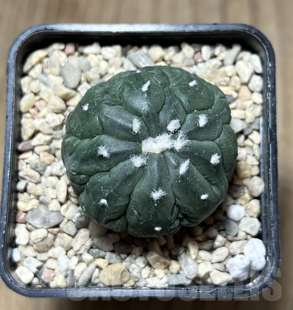 SHPR26902 Astrophytum asterias ‘Kikko Lizard Skin’ - Image 2
