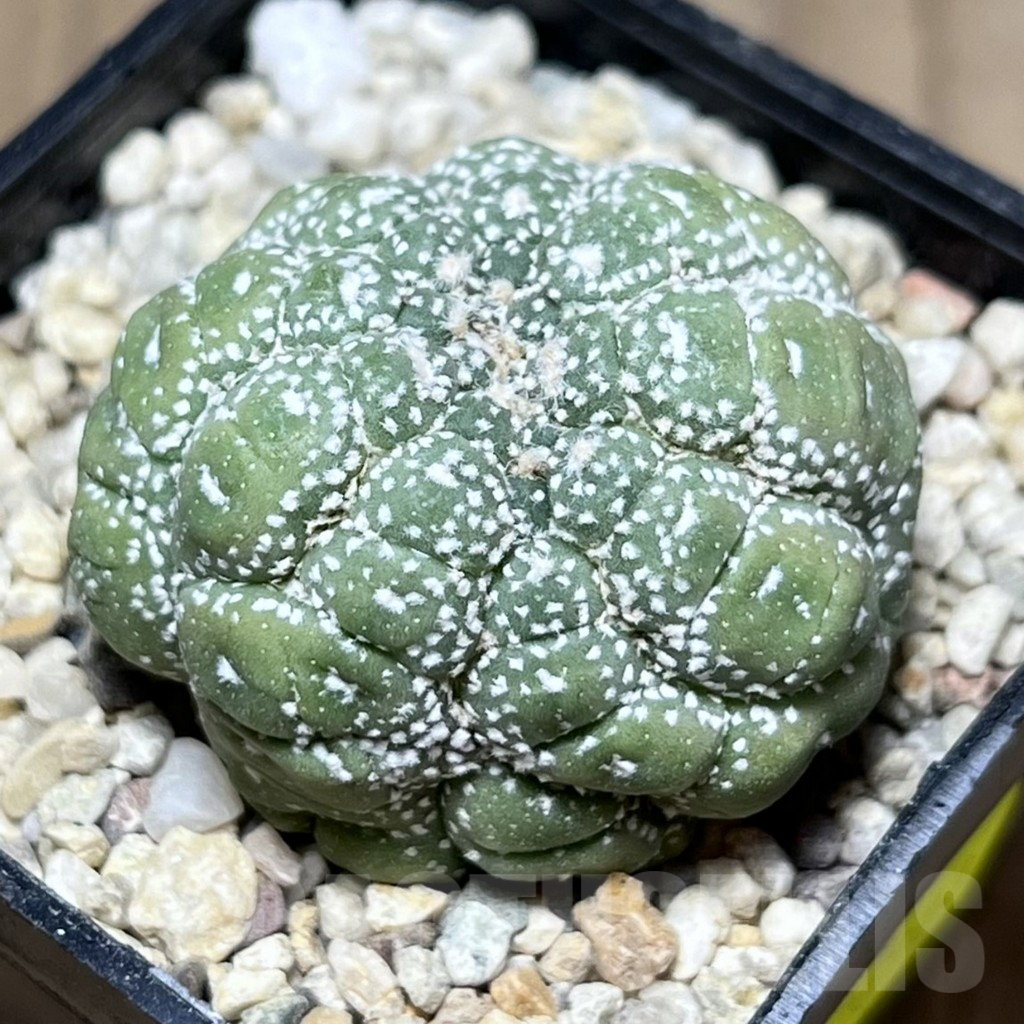 SHPR26903 Astrophytum asterias ‘Kikko Lizard Skin’ f. cristata