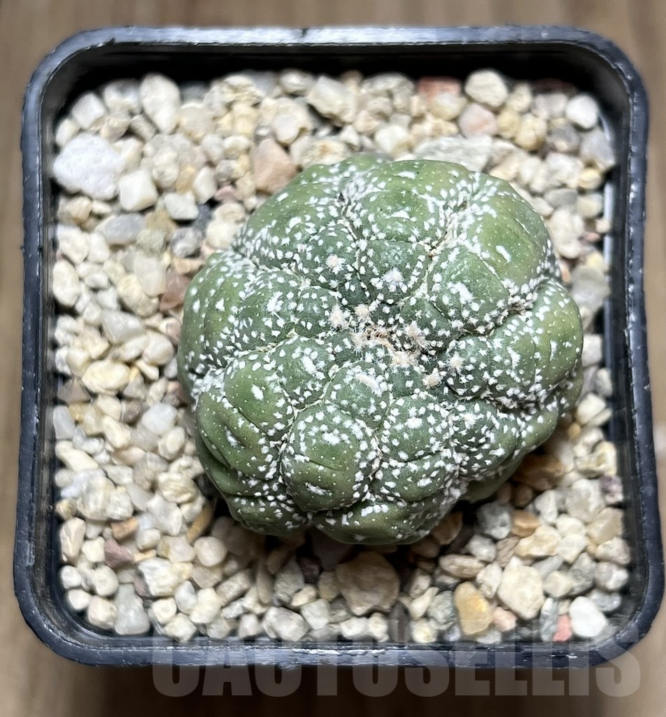 SHPR26903 Astrophytum asterias ‘Kikko Lizard Skin’ f. cristata - Imagen 2