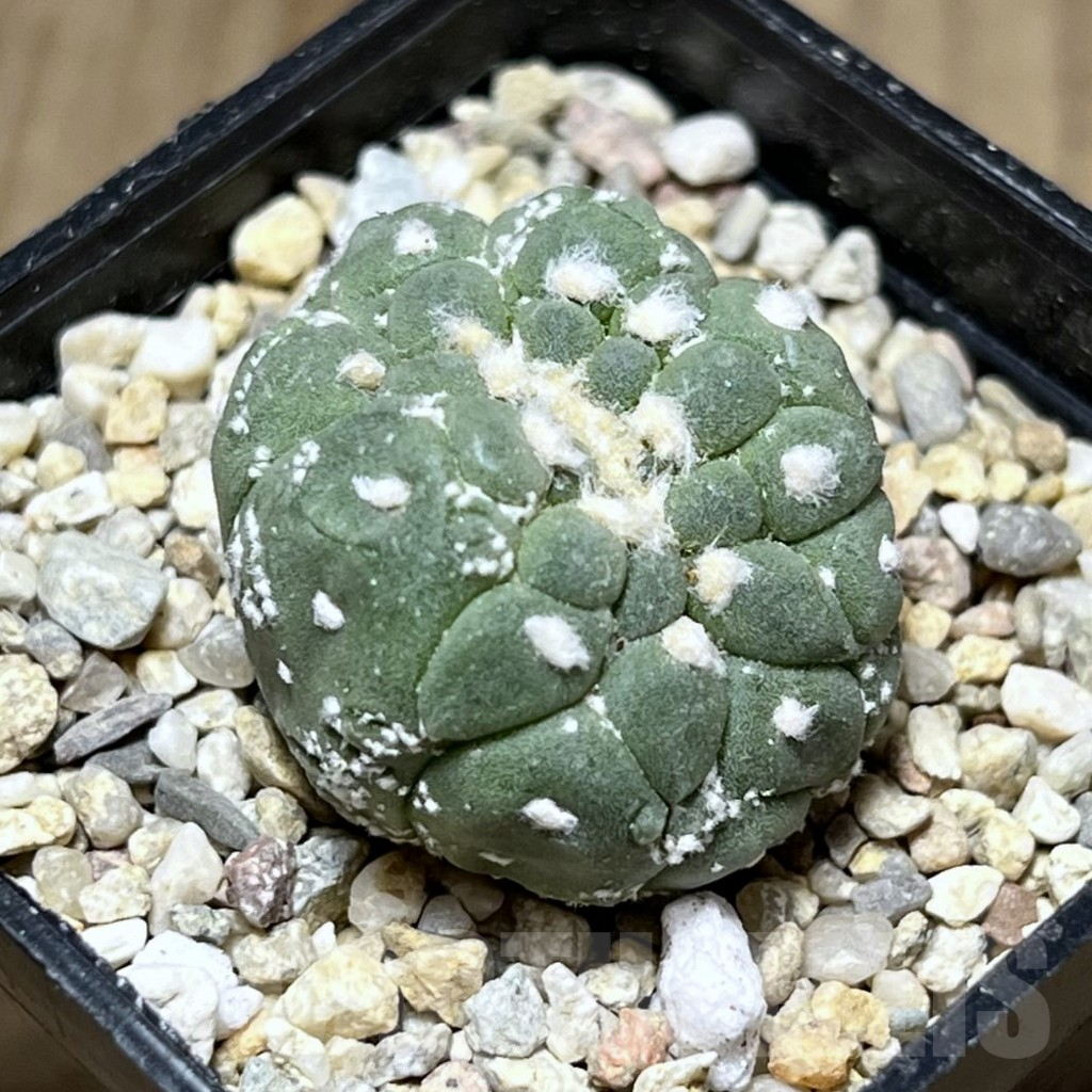 SHPR26904 Astrophytum asterias ‘Kikko Lizard Skin’ f. cristata