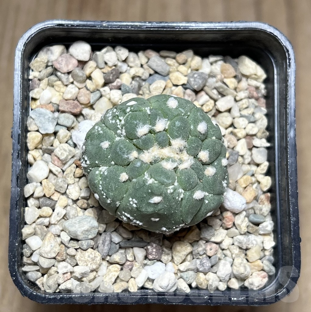 SHPR26904 Astrophytum asterias ‘Kikko Lizard Skin’ f. cristata – Bild 2
