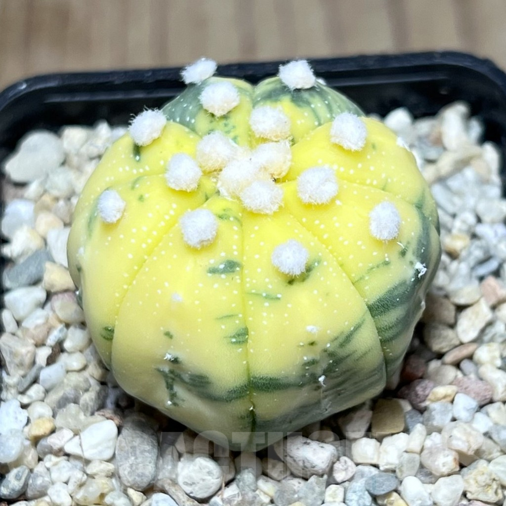 SHPR26905 Astrophytum asterias f. variegata