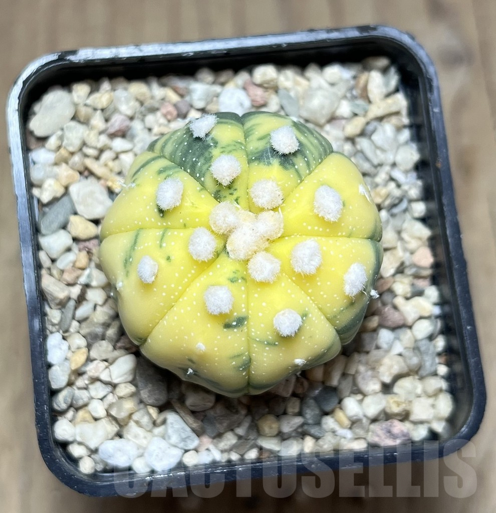 SHPR26905 Astrophytum asterias f. variegata – Bild 2