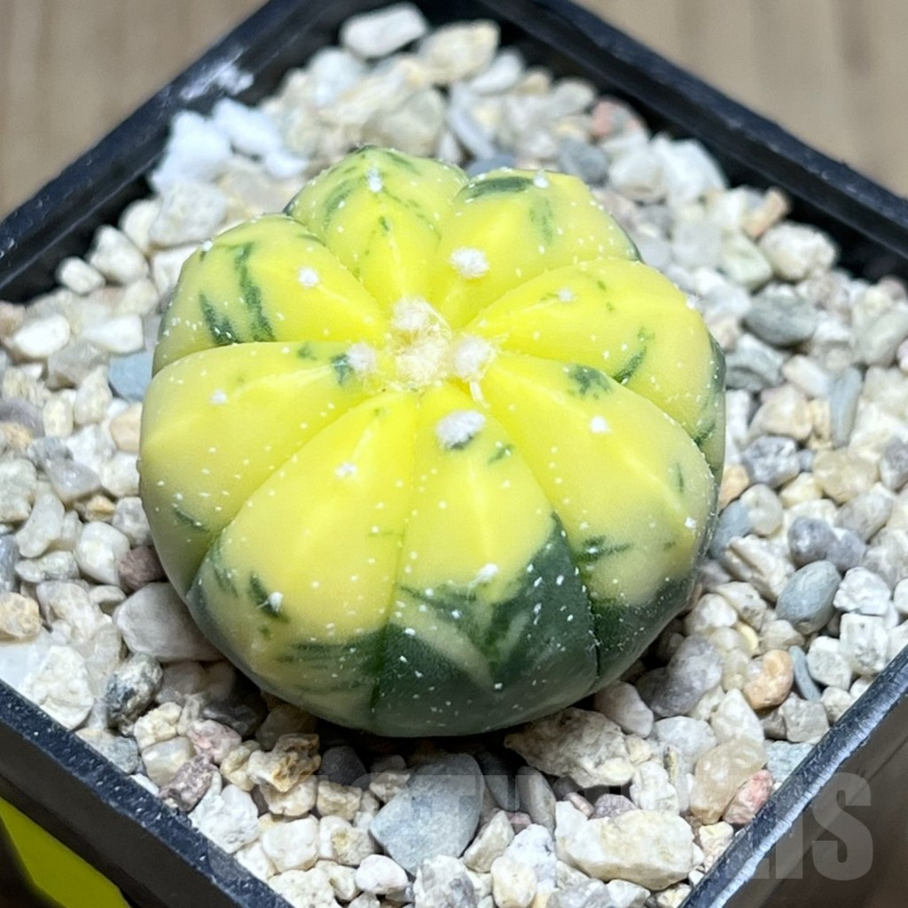 SHPR26906 Astrophytum asterias f. variegata