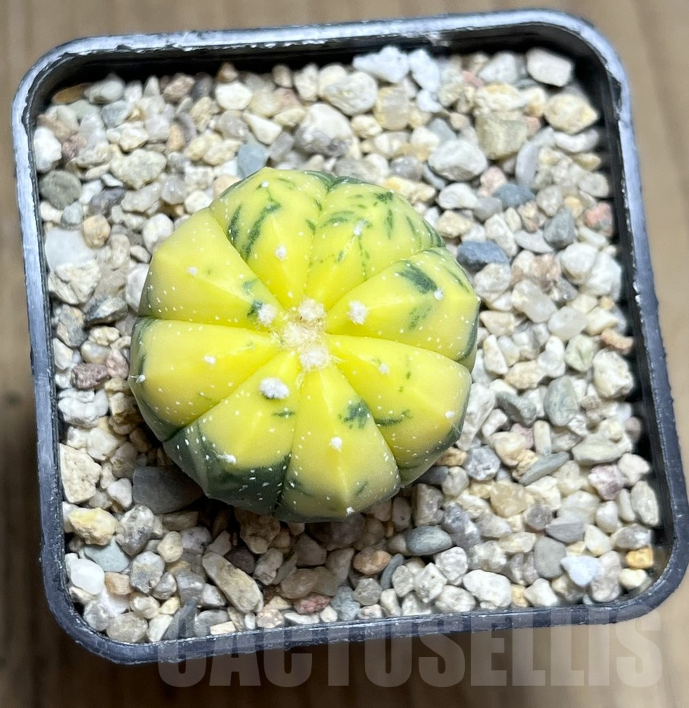 SHPR26906 Astrophytum asterias f. variegata - Obrázek 2