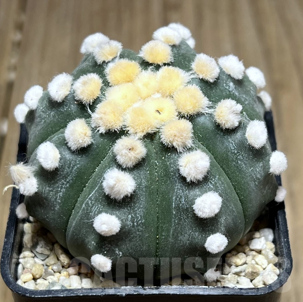 SHPR26909 Astrophytum asterias ‘Ooibo’