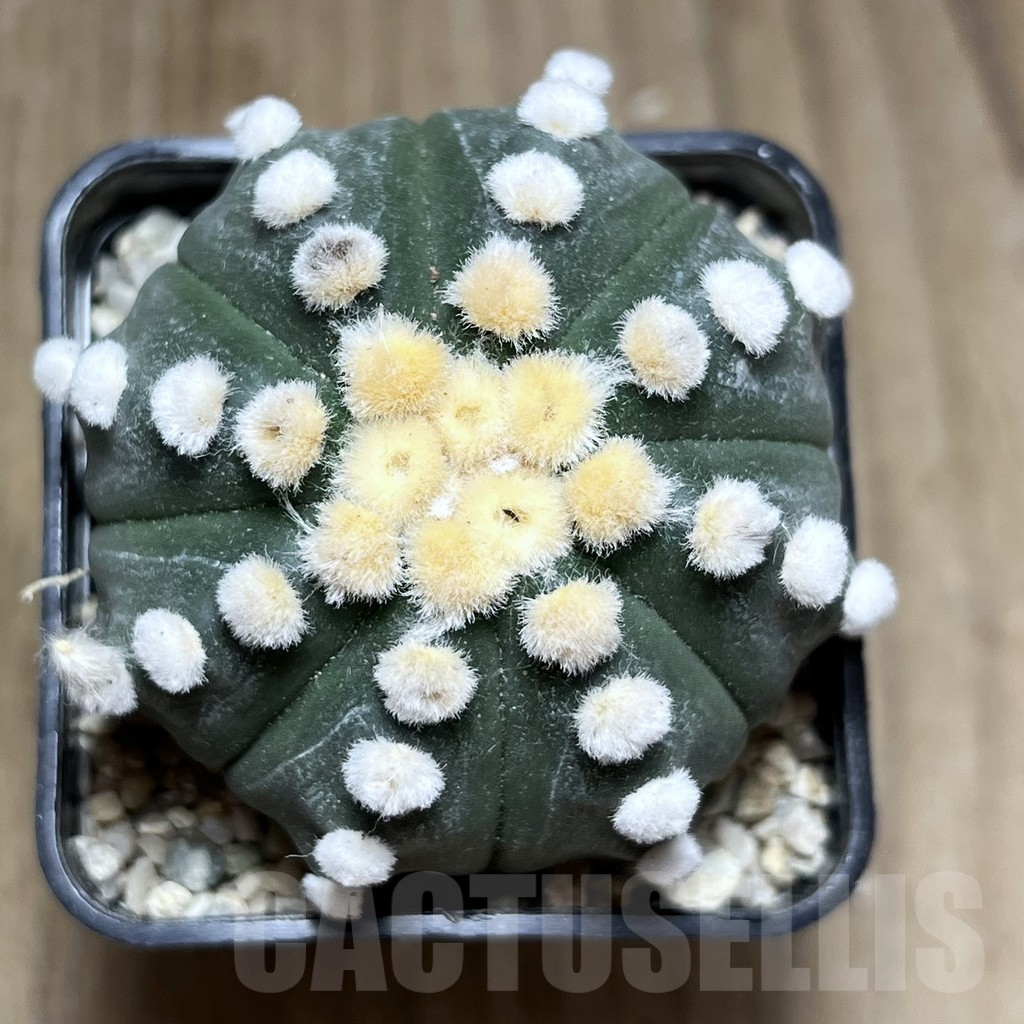 SHPR26909 Astrophytum asterias ‘Ooibo’ - Obrázek 2