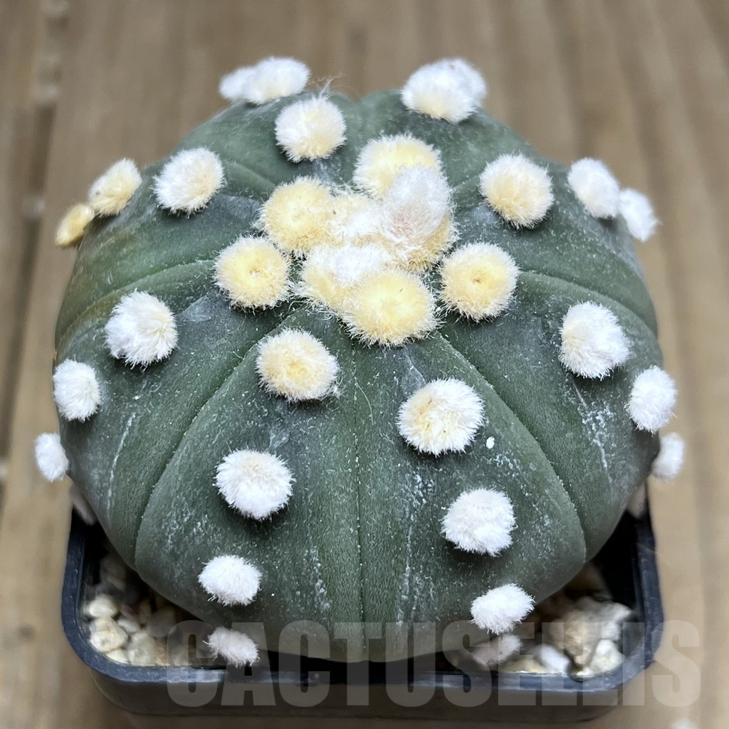 SHPR26910 Astrophytum asterias ‘Ooibo’