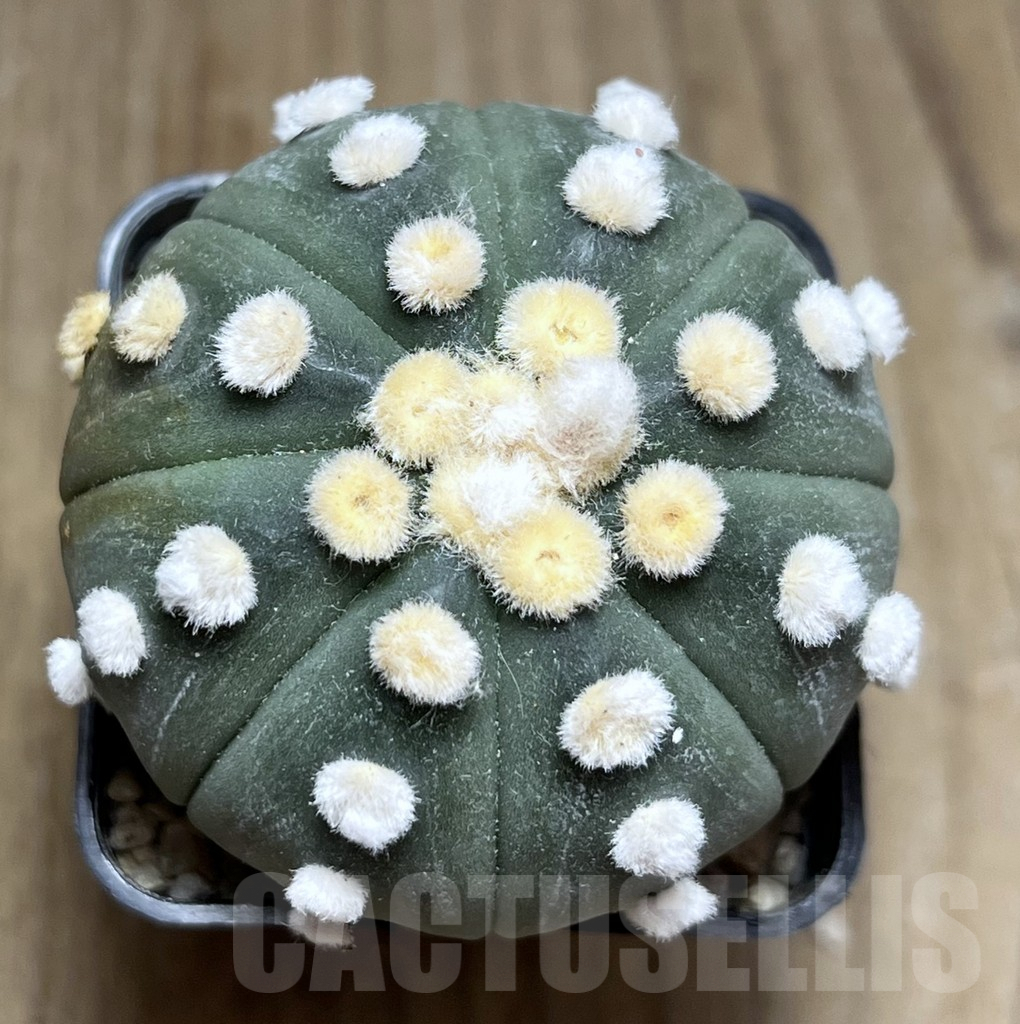 SHPR26910 Astrophytum asterias ‘Ooibo’ – Bild 2
