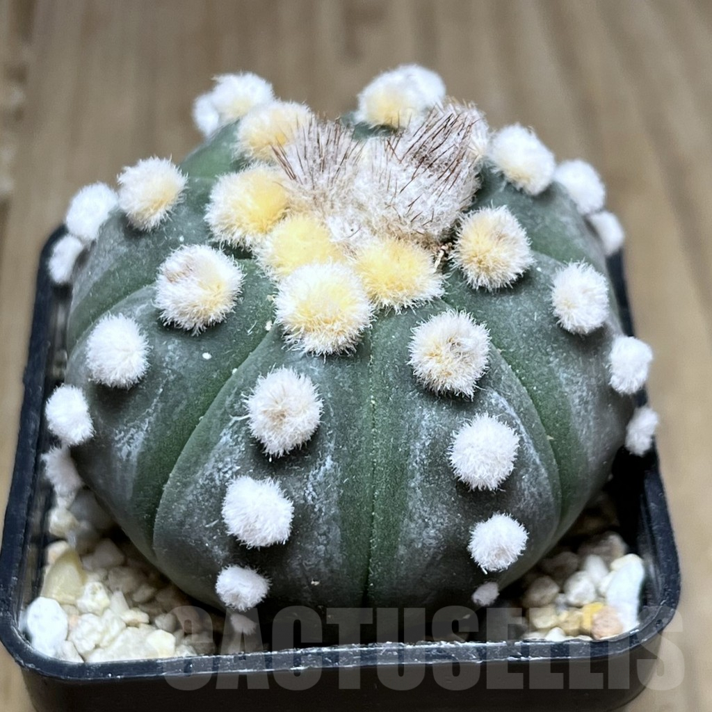 SHPR26911 Astrophytum asterias ‘Ooibo’