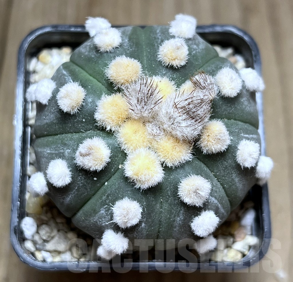 SHPR26911 Astrophytum asterias ‘Ooibo’ – Bild 2