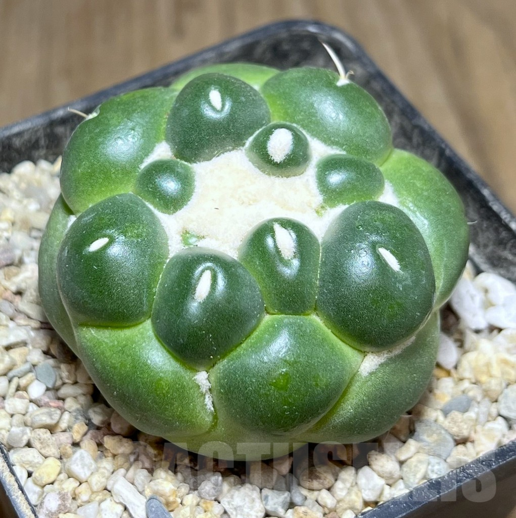 SHPR26912 Coryphantha elephantidens f. inermis