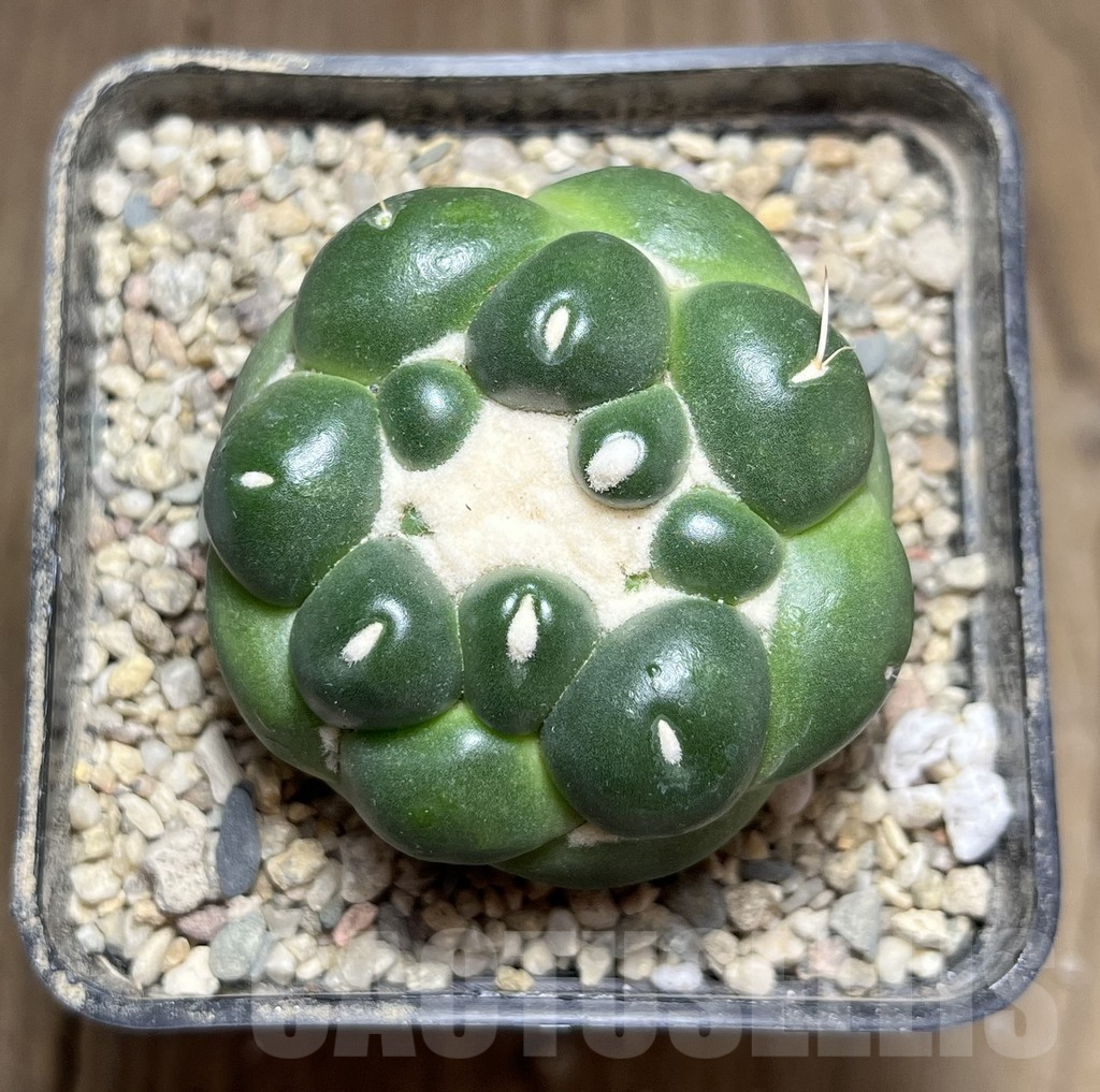 SHPR26912 Coryphantha elephantidens f. inermis – Bild 2