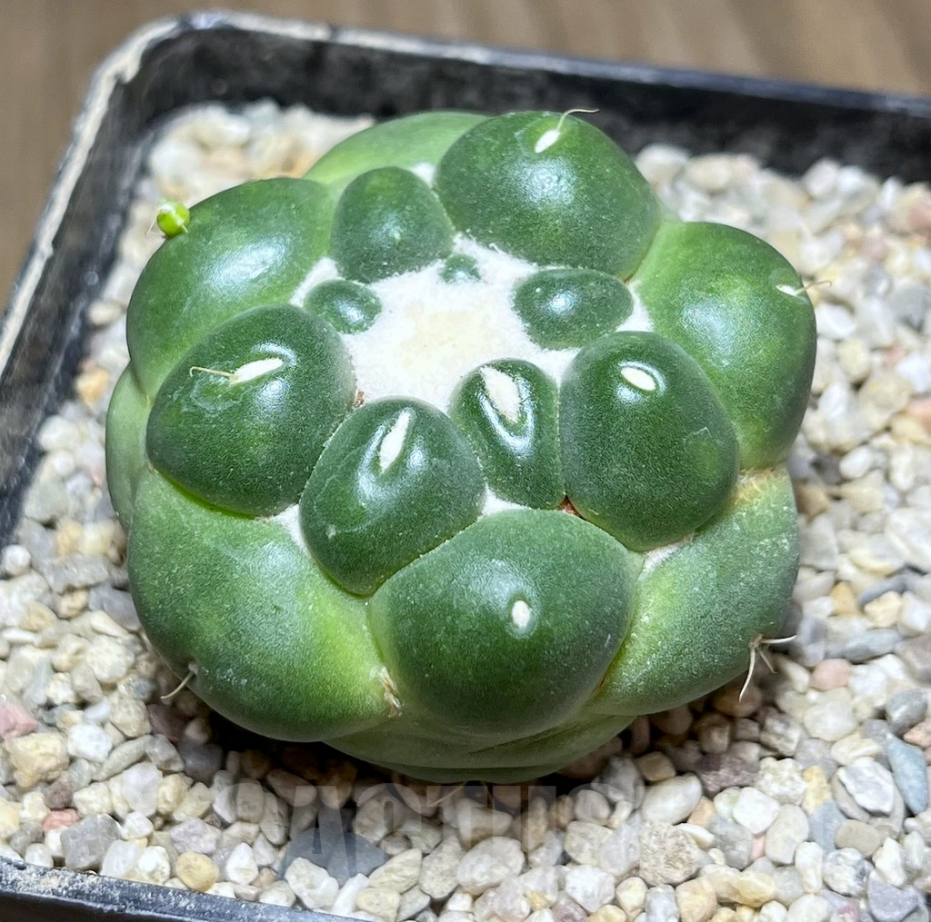 SHPR26914 Coryphantha elephantidens f. inermis