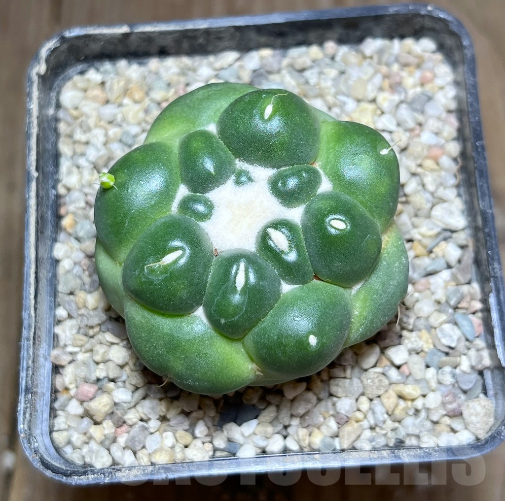 SHPR26914 Coryphantha elephantidens f. inermis - Зображення 2