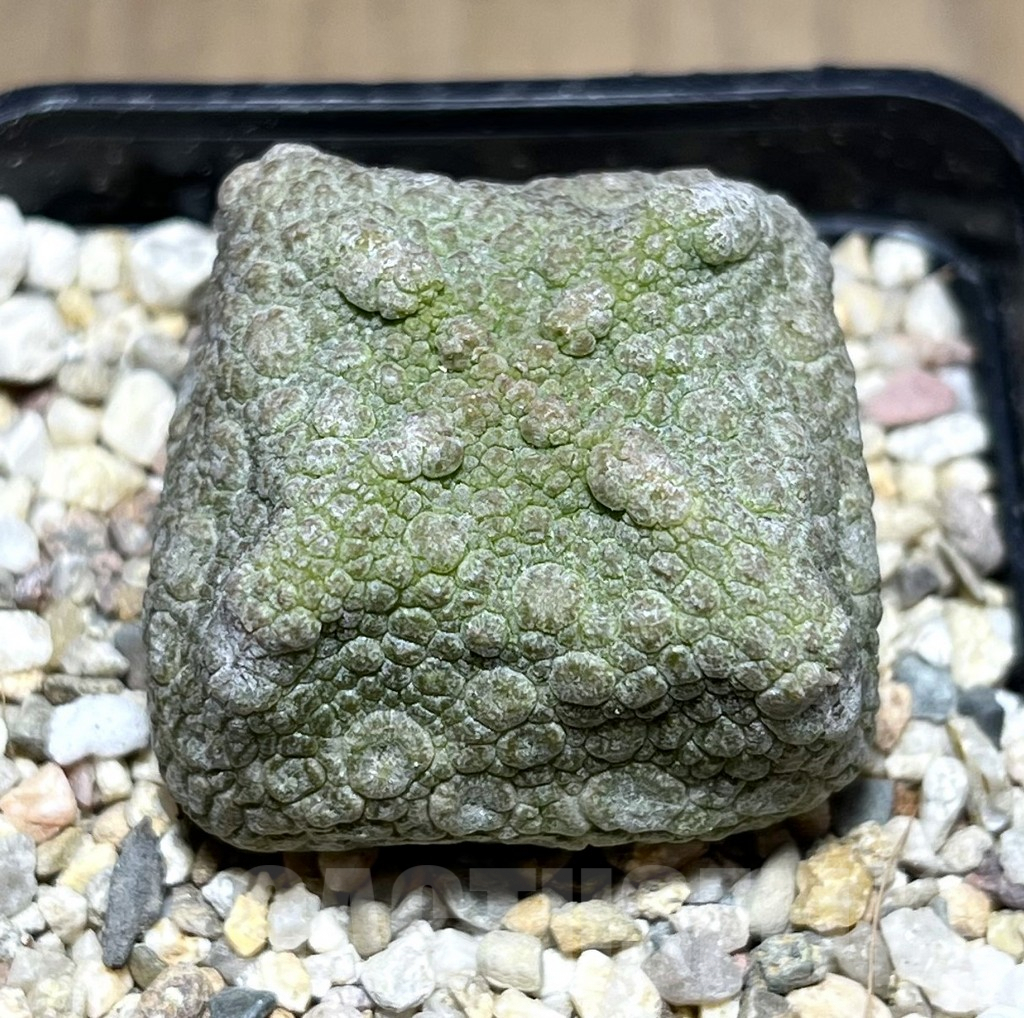 SHPR26971 Pseudolithos cubiformis