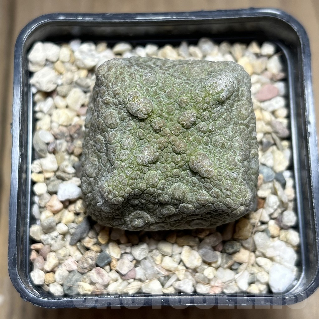 SHPR26971 Pseudolithos cubiformis - Obrázek 2