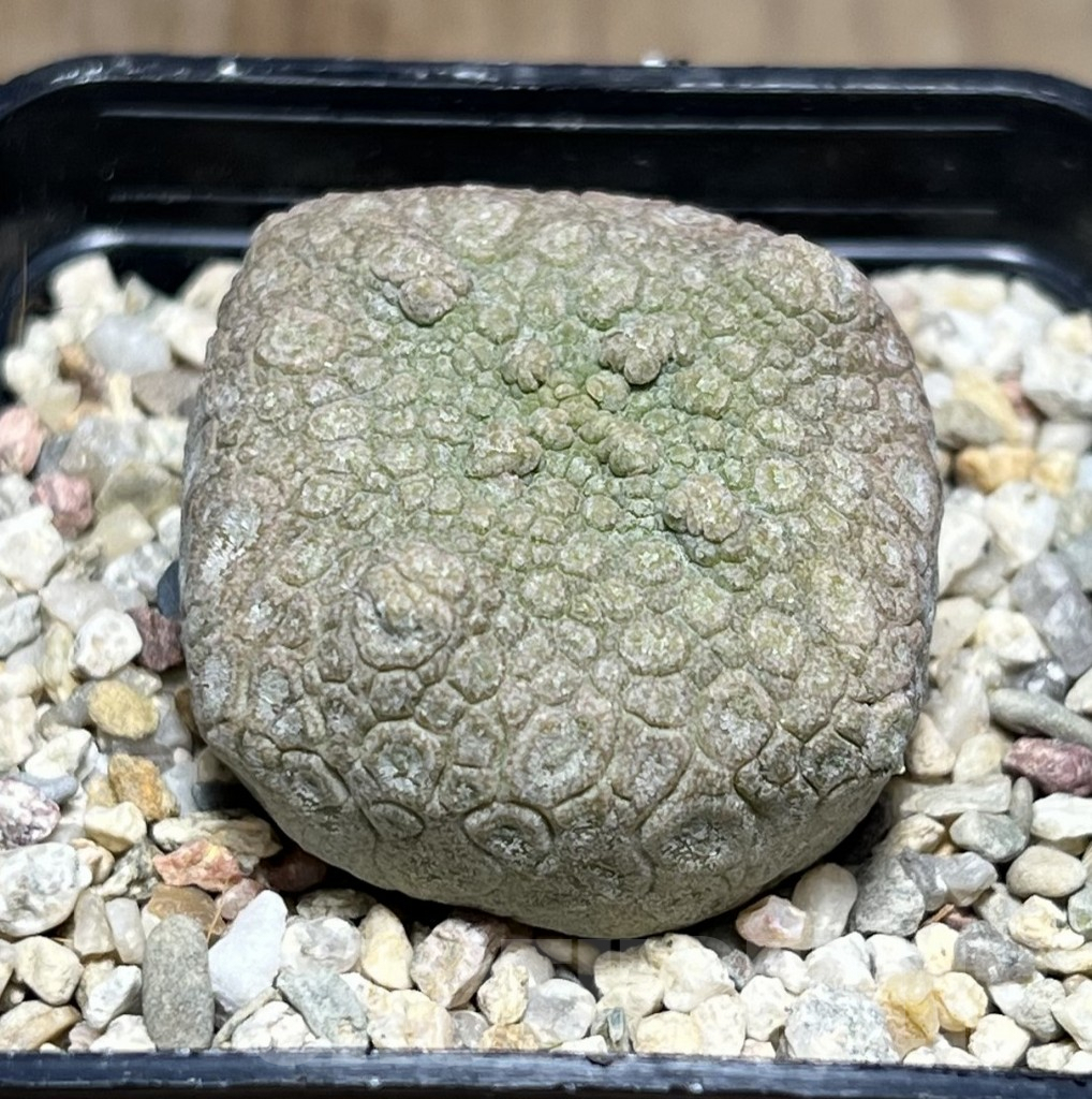 SHPR26972 Pseudolithos cubiformis