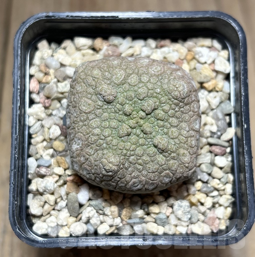 SHPR26972 Pseudolithos cubiformis - Imagen 2