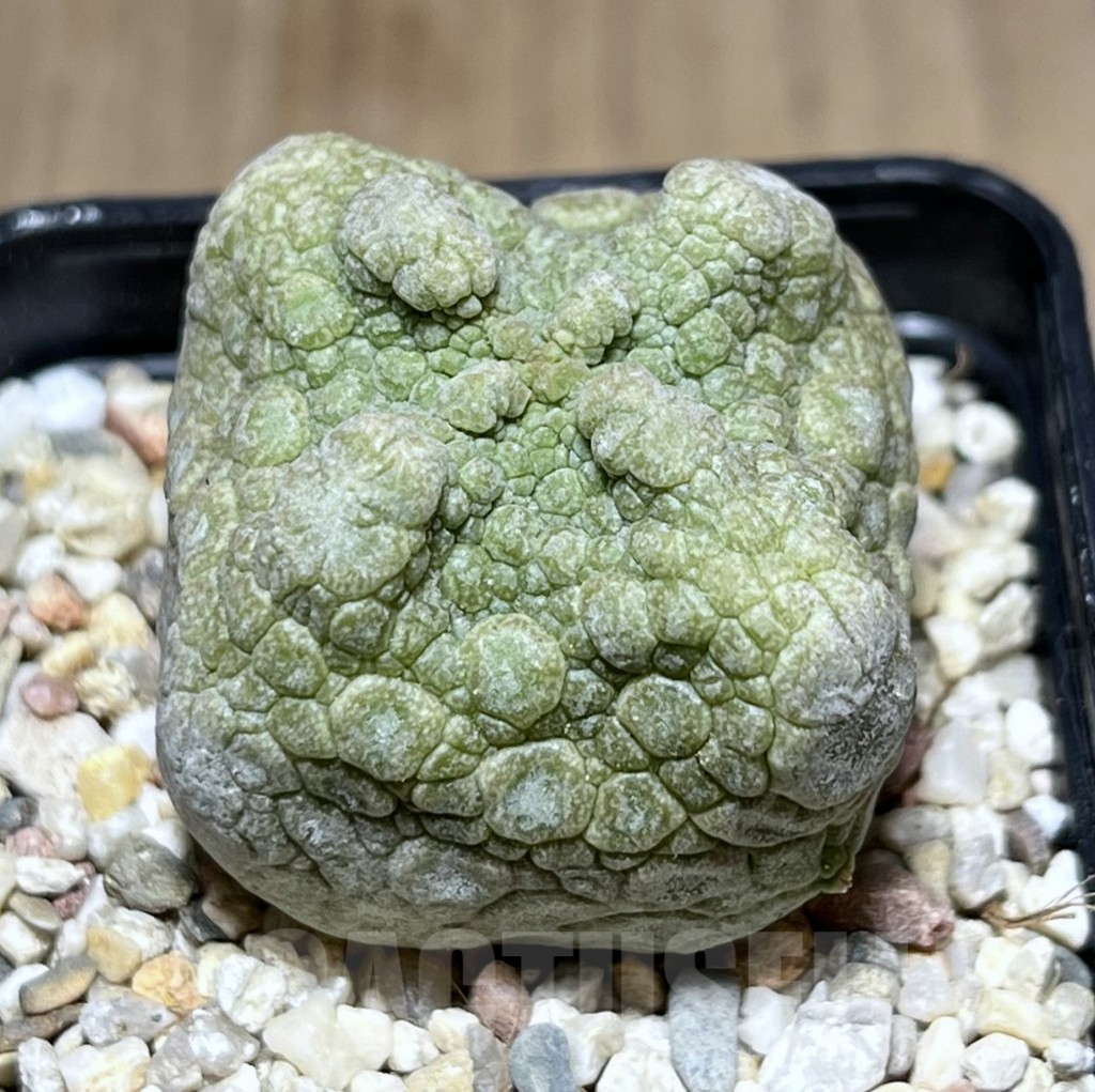 SHPR26973 Pseudolithos cubiformis